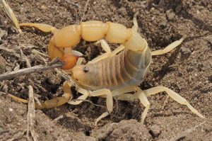 蝎子养殖前景和价格,蝎子养殖成本效益分析报告