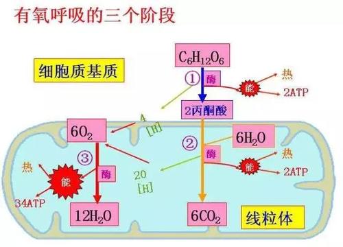 精子游动速度和什么有关,精子游动的能量是什么