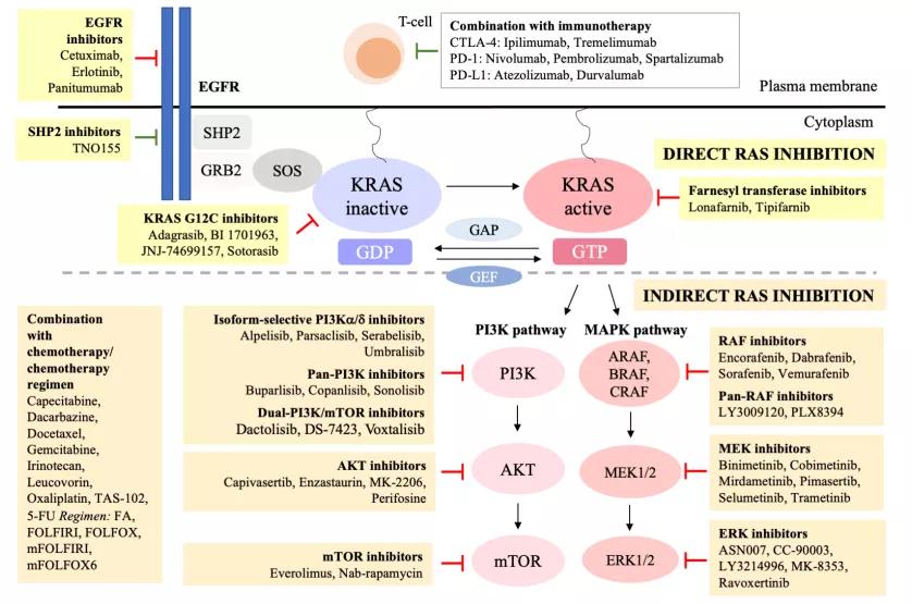 「5分钟学习，1分钟导读」盘点结直肠癌KRAS突变靶向治疗新进展