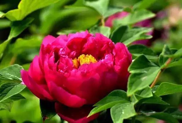 洛阳鹰嘴山沿黄公路自驾游攻略,洛阳旅游景点攻略最值得去的地方