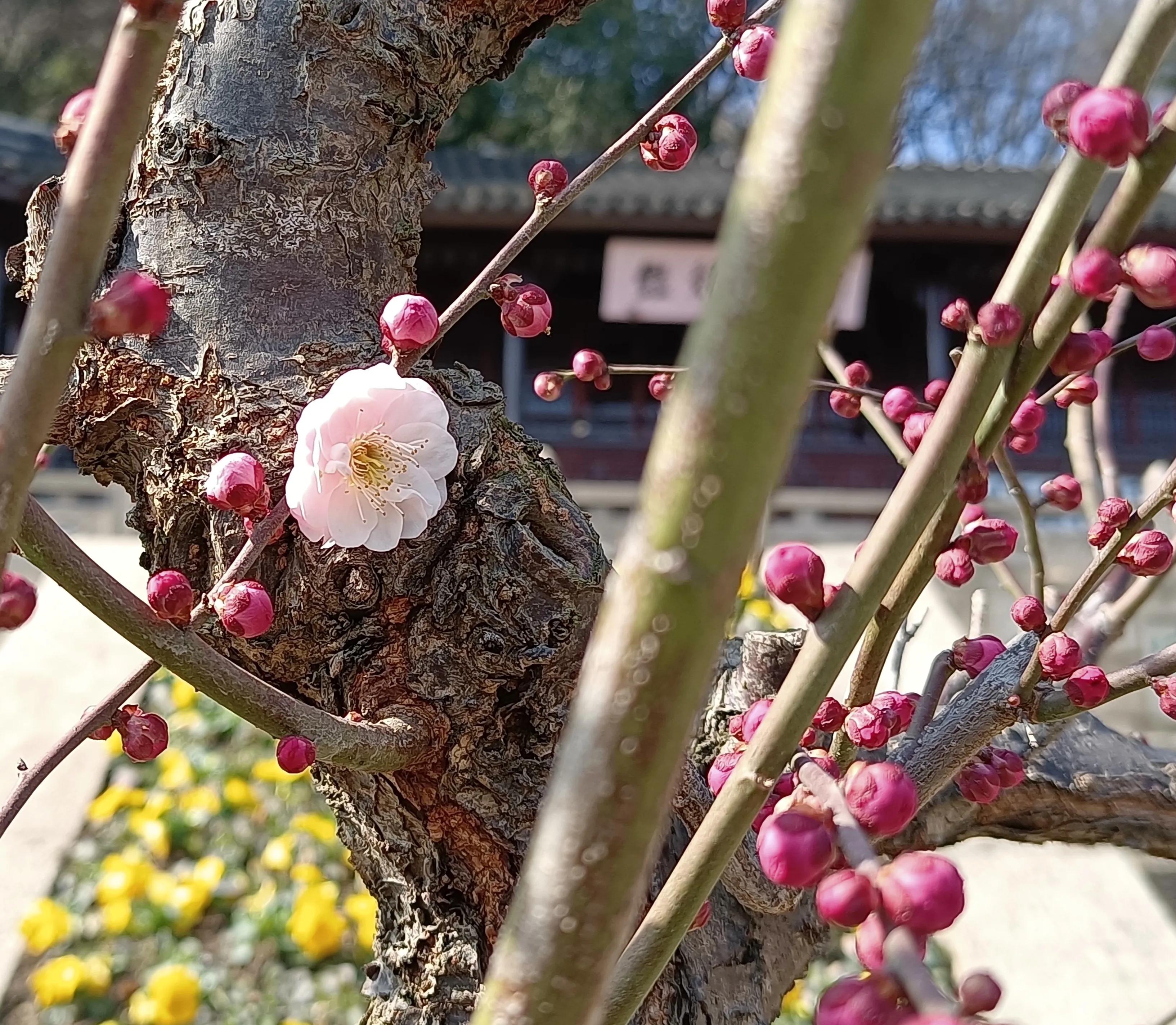 上方山森林公园作文,上方山森林公园动物世界