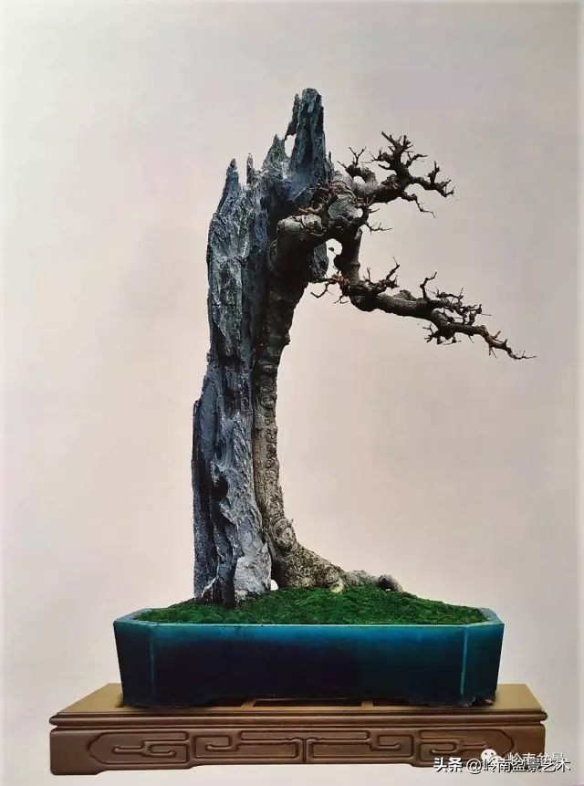 鎺㈡灊妞嶇墿,鎺㈡灊