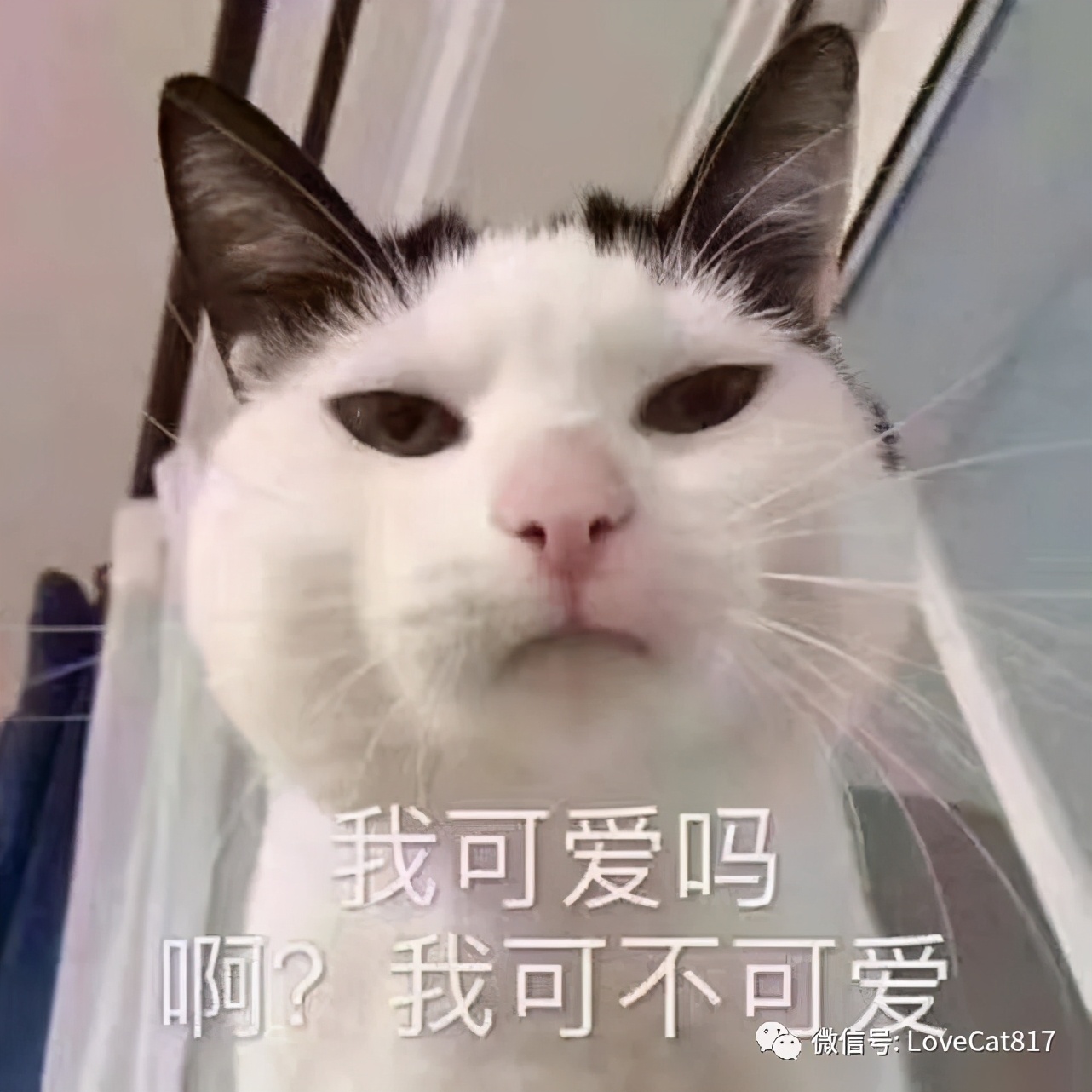 猫咪中暑症状和解救方法,猫咪中暑会死吗