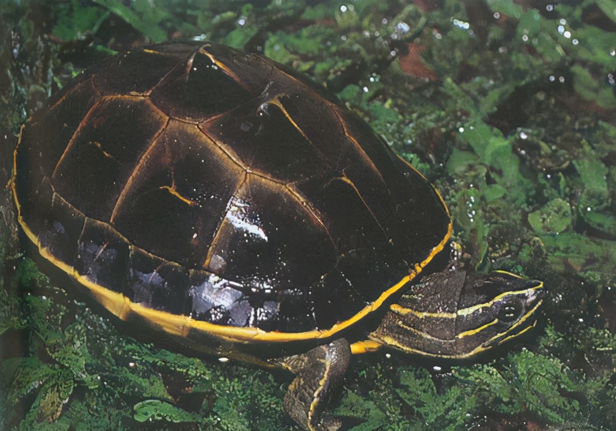 各种龟类图片大全大图,龟类展示会