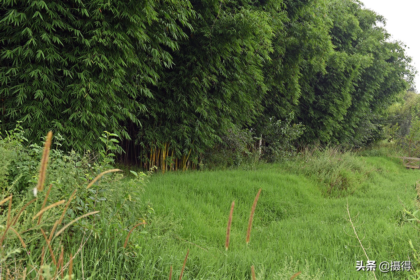 昆明薰衣草花海,昆明紫色花海旅游攻略