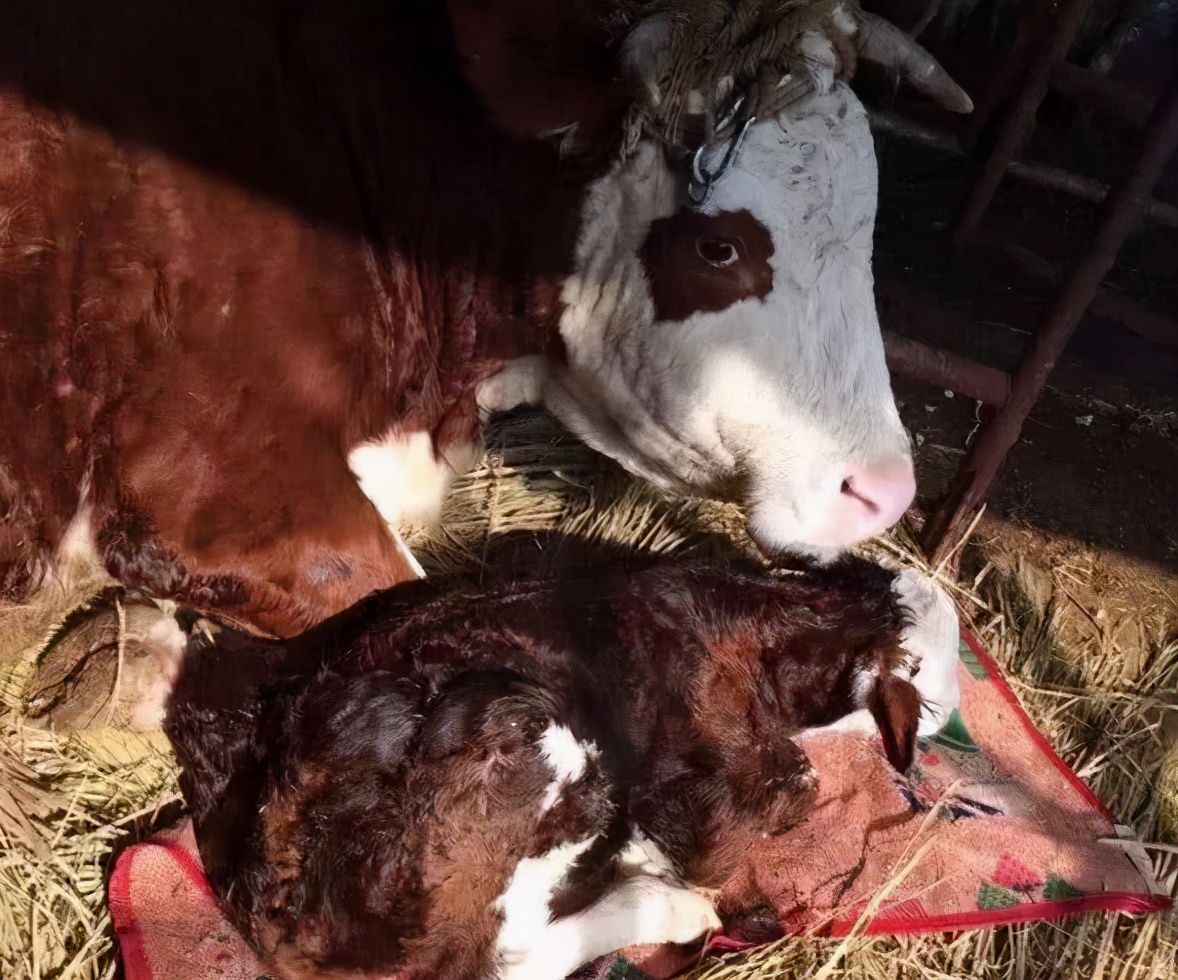 母牛流产的原因？母牛流产后怎么护理？这两种病要注意