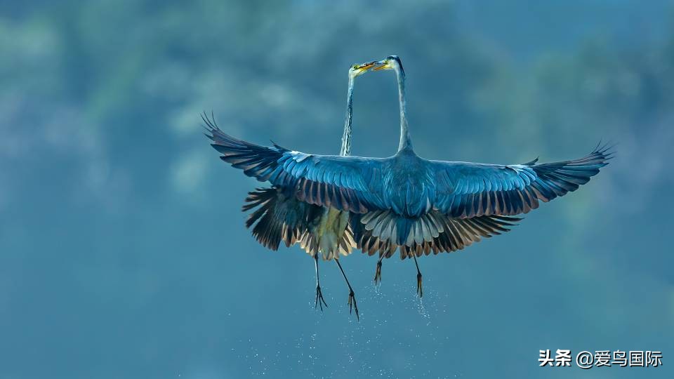 极简鸟类摄影欣赏,2019鸟类摄影作品欣赏