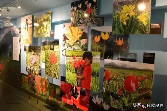 错过郁金香的阿姆斯特丹,荷兰赏花景点推荐