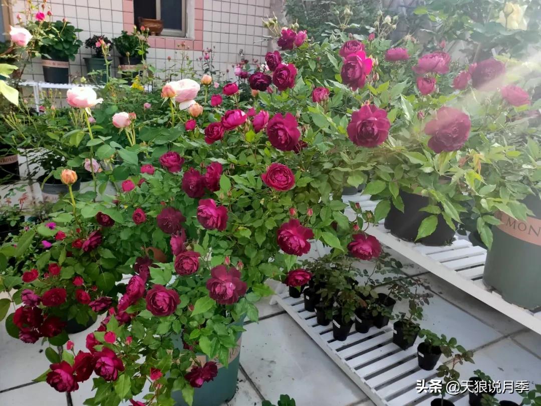 月季春季第一波花要不要剪,月季春季第一波花开后嫁接