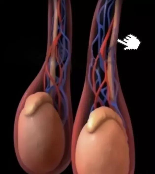 男性的蛋蛋有什么作用？会出现哪些问题？