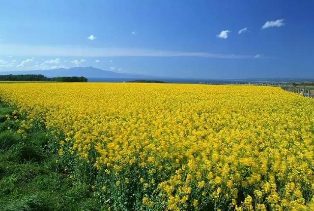 一个叫欧维的男人决定去死读后感,一个叫欧维的男人决定去死书摘