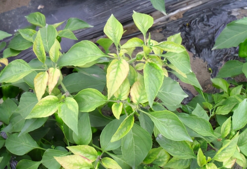 蔬菜叶子发黄怎么办，施肥很重要，选对肥、用好肥蔬菜长得棒棒哒