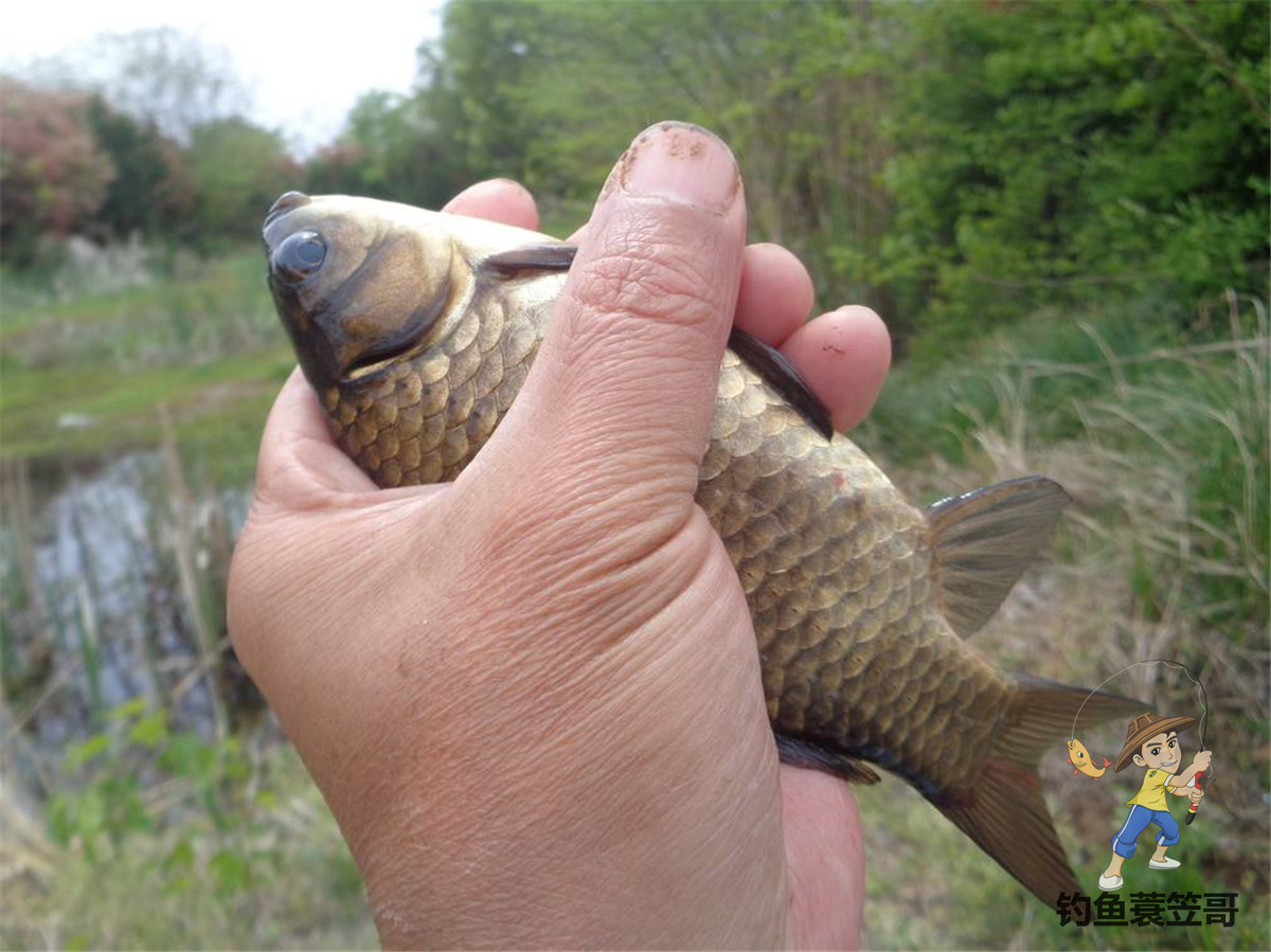 大板鲫夏天饵料,夏季大板鲫饵料搭配什么饵料最佳