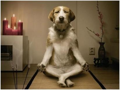 犬常见皮肤病,犬常见皮肤病症状有哪些