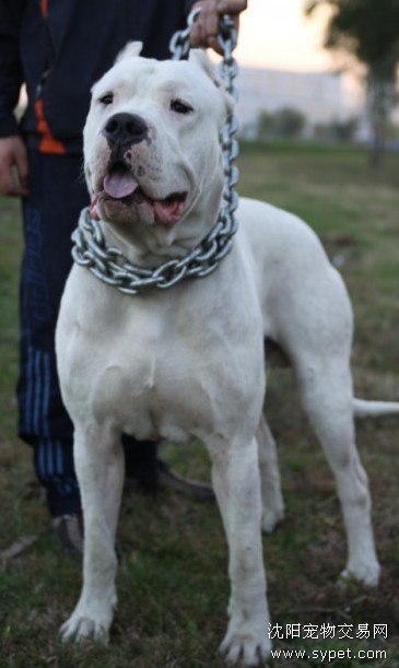 雪白的追猎者，野猪克星。阿根廷杜高！！