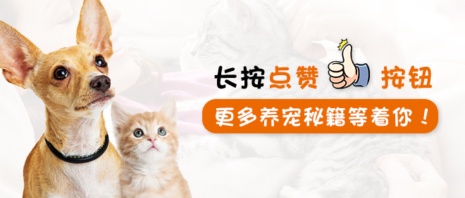 猫咪做梦抽搐,猫咪睡着了抽搐是在做梦吗