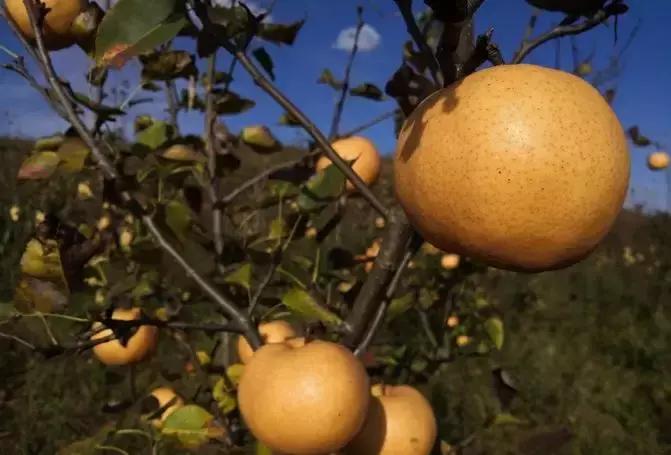 秋季润喉吃哪种梨比较好吃,秋燥吃什么梨最好吃