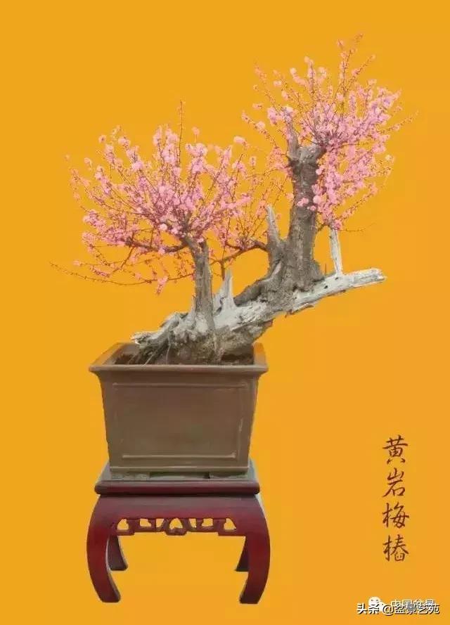 赏梅花十首最好的诗,最经典的梅花十绝