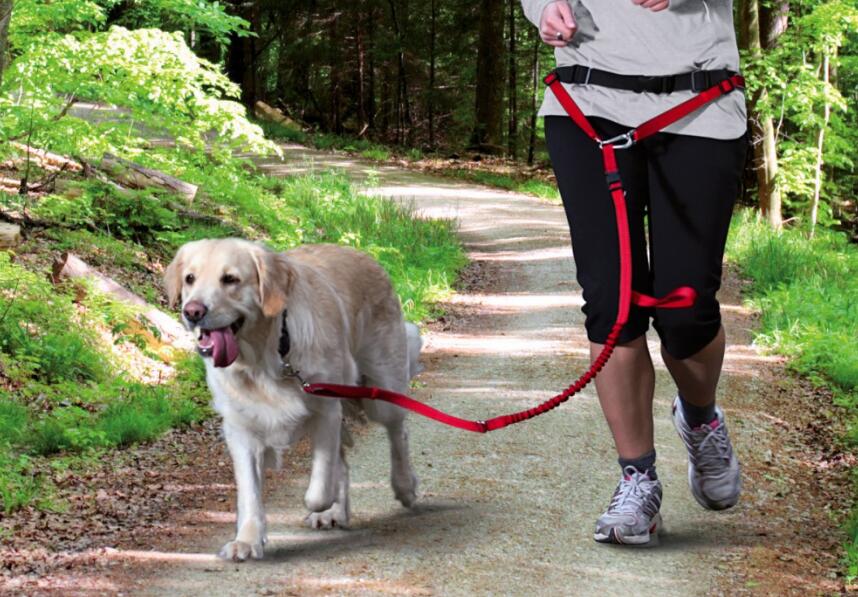 如何训练狗戴牵引带,怎么训练狗牵引