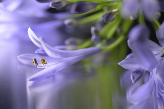 用好灯光家装效果倍增,如何用水珠使花卉更生动