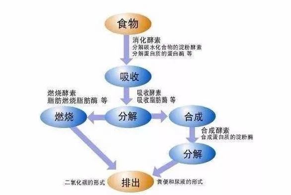 一盒嗖减肥背后真相大揭秘,说说减肥领域公认的10个真相