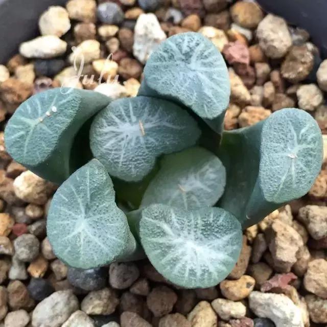 那些天价的植物,十大最值钱的植物