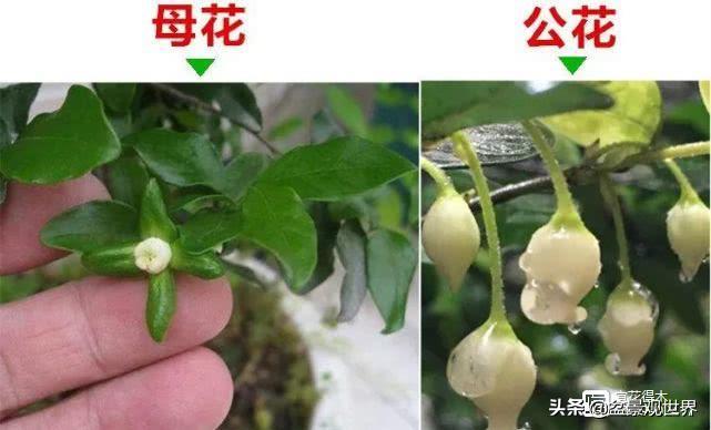 野生挂果金弹子是雌雄同株吗,金弹子雌雄同株公花比母花开得晚