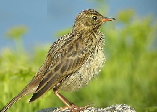 广东常见鸟类图谱和名称图文,东江揽胜鸟类