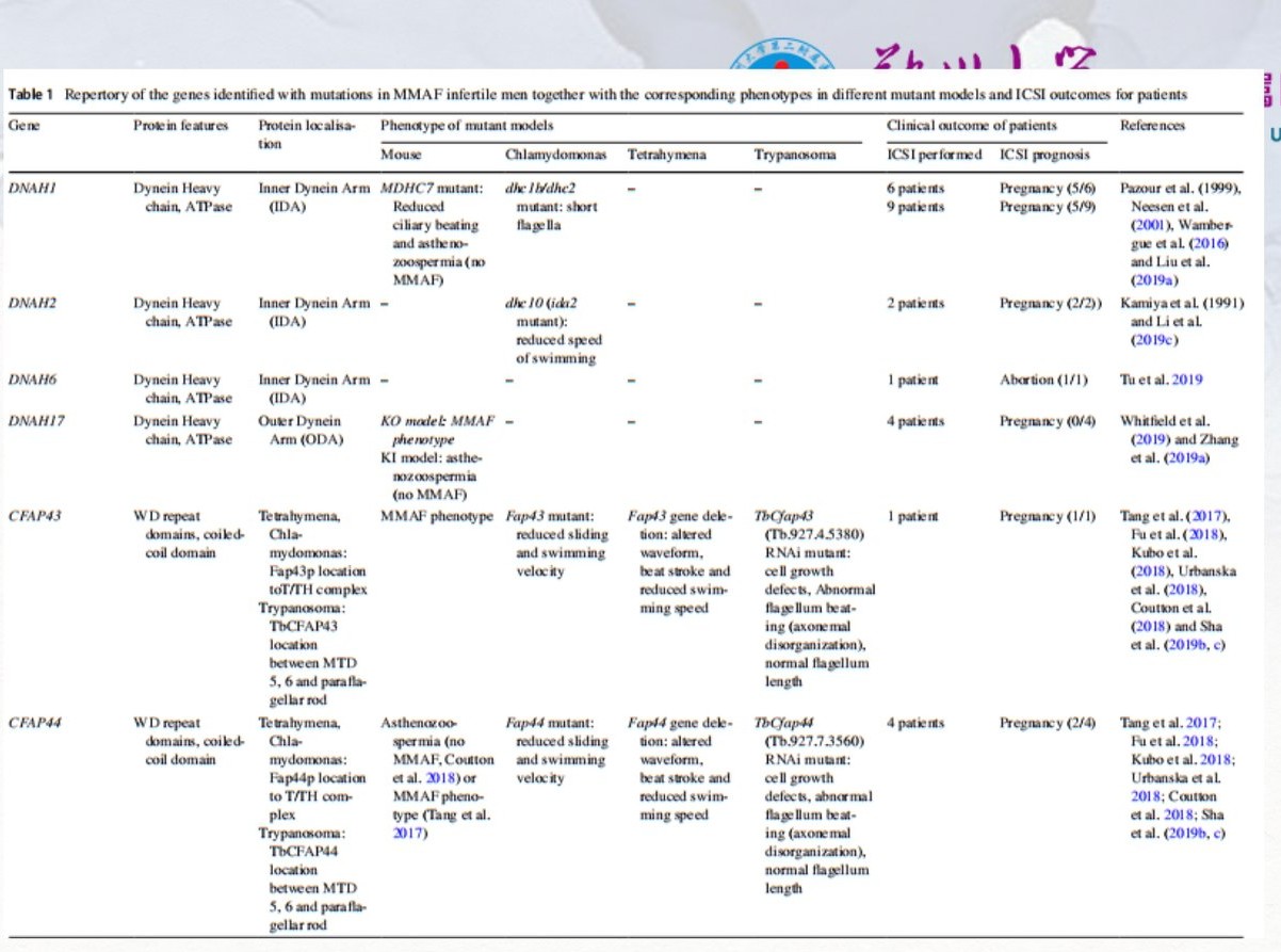 严重弱精症和完全无活动精子的原因是啥？