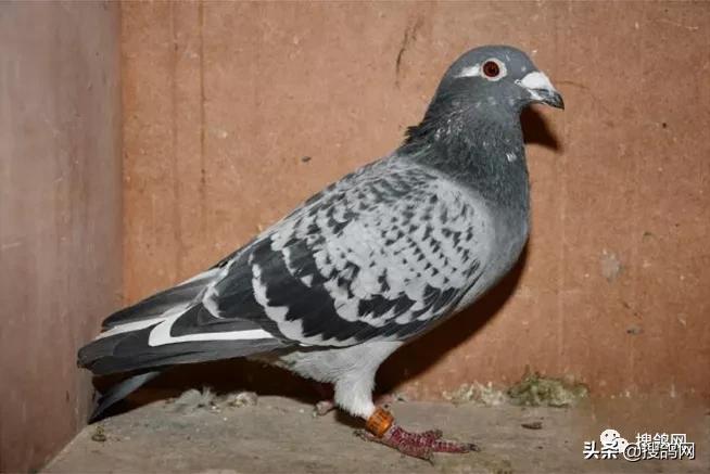 kbdb鸽王总冠军,kbdb鸽王每年评选多少个