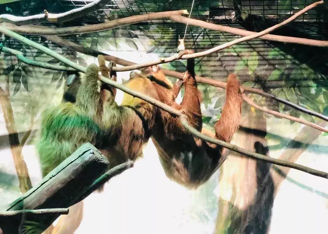 郑州奥林匹克公园萌宠乐园,郑州萌宠乐园长什么样子