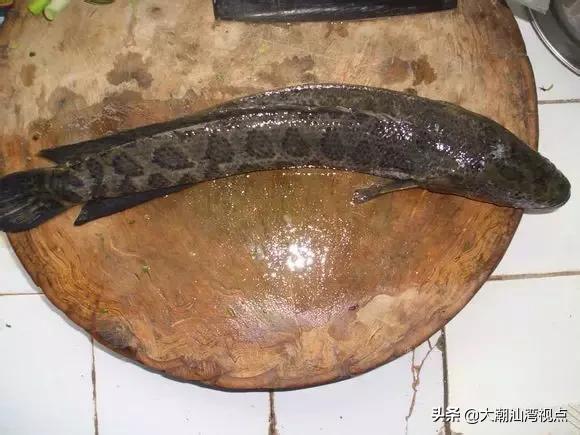 作为潮汕人，这89种海鲜你都能对上号吗