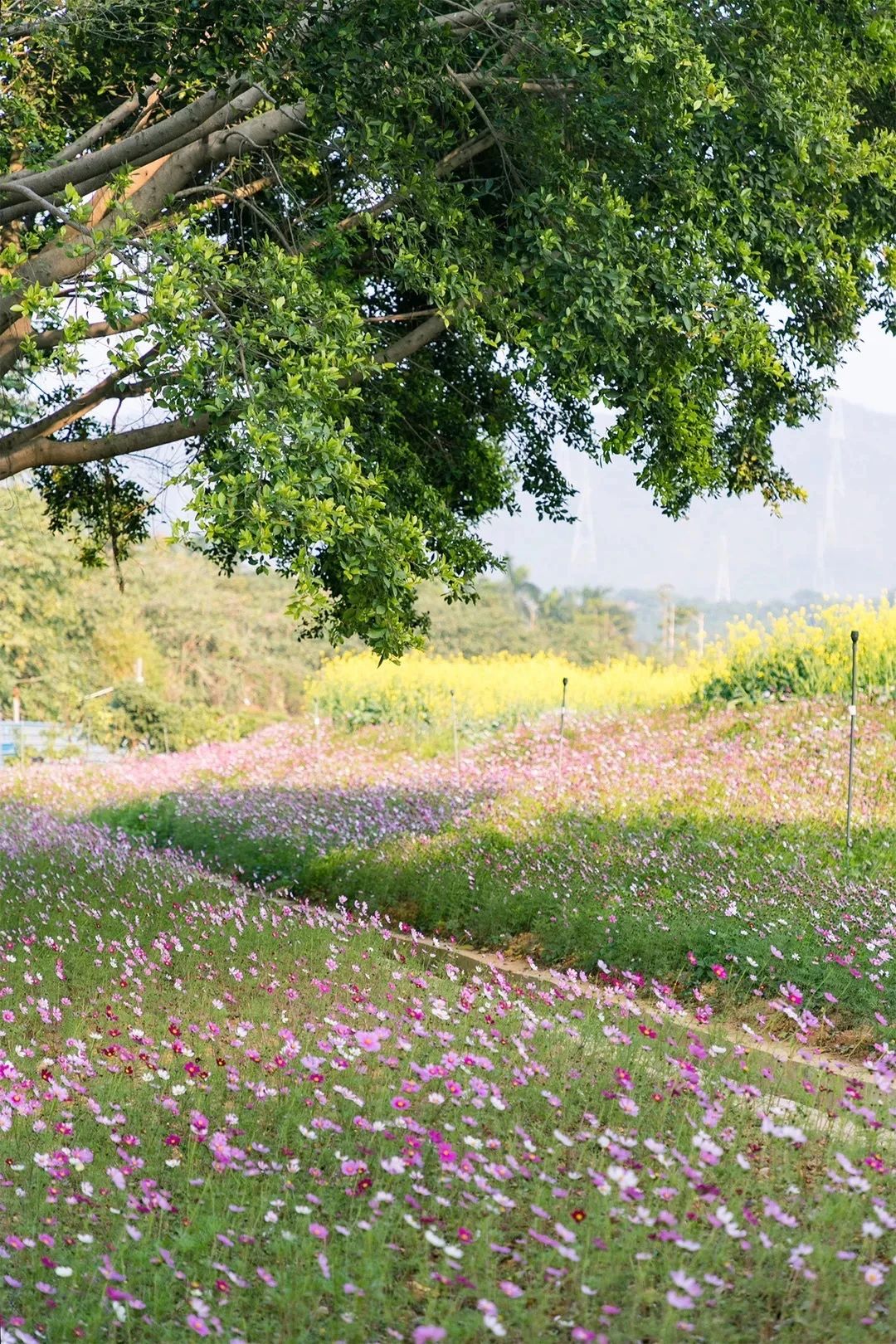 2021深圳免费适合遛娃玩地方排名,深圳免费游玩景点推荐