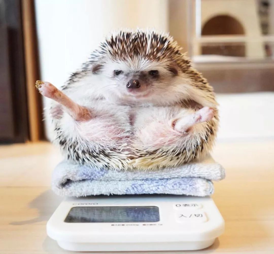 养一只戏精宠物是什么体验,养了一只小狐狸是什么体验