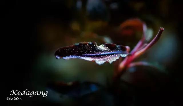 卡佩特k5辣椒榕为什么这么贵,辣椒榕k5为什么贵