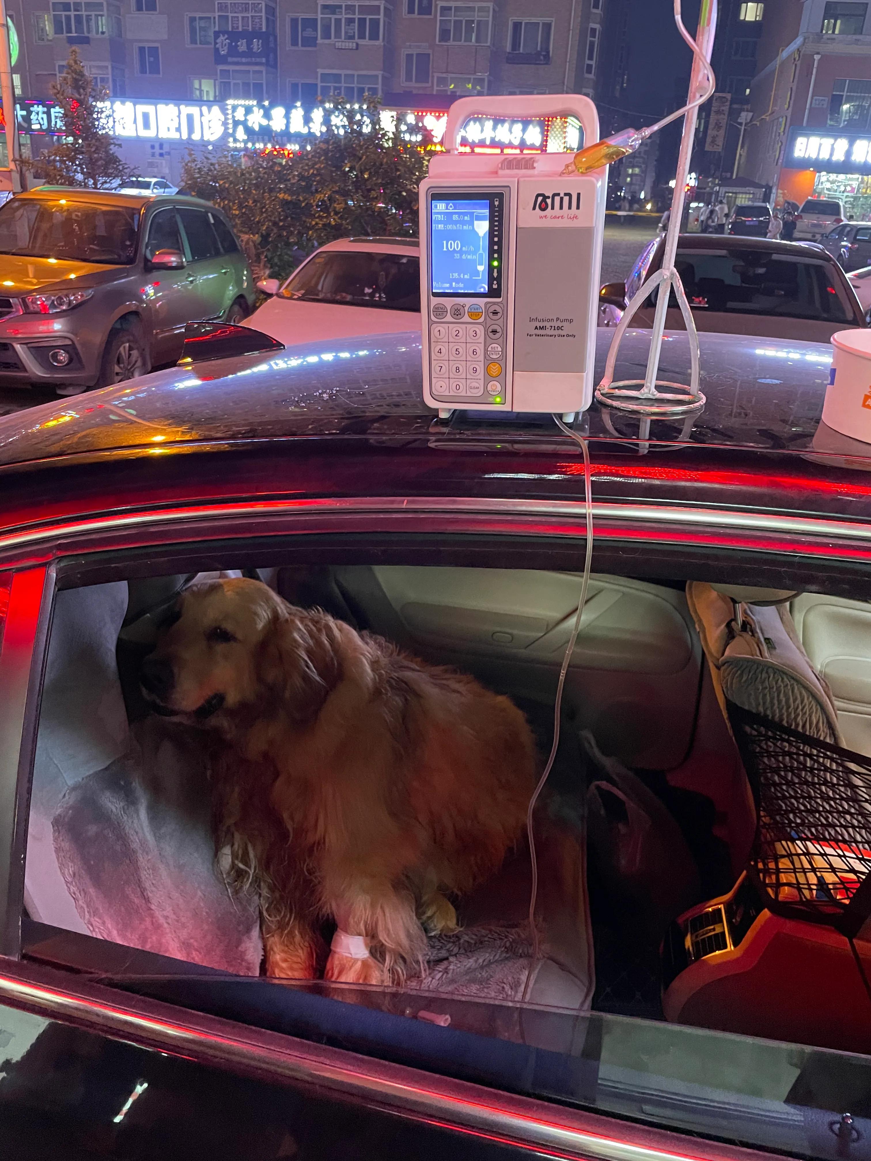 金毛中暑一下子就死了,夏天如何防止金毛中暑