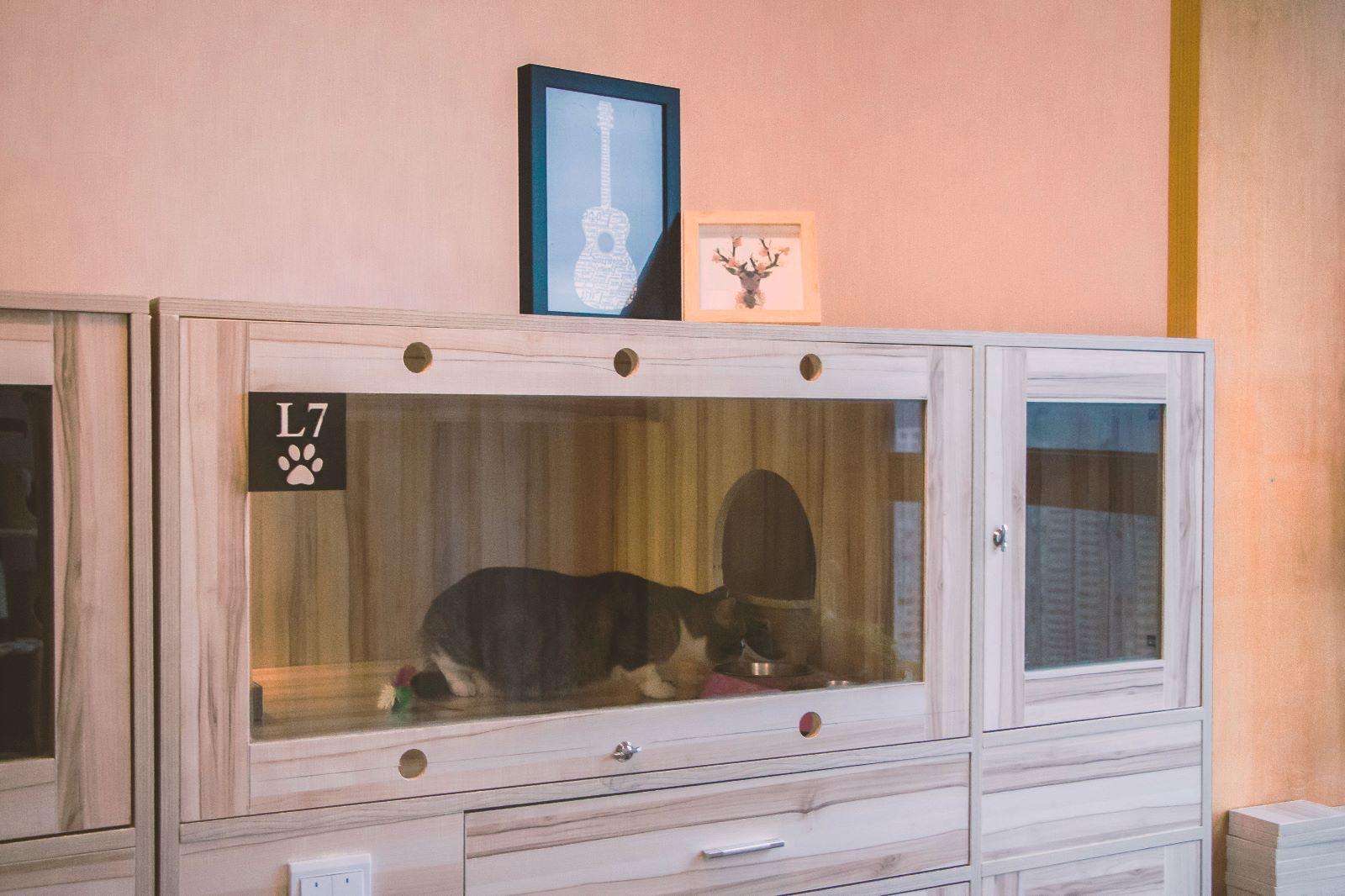 春节猫咪寄养注意事项,猫咪寄养还是带回家好