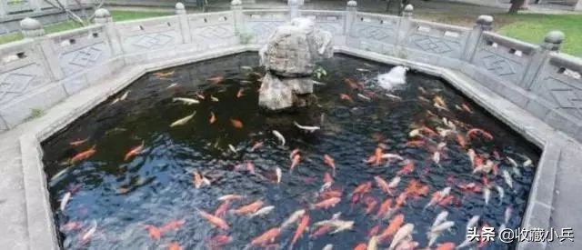 养锦鲤的十大注意事项,养锦鲤的10大忌