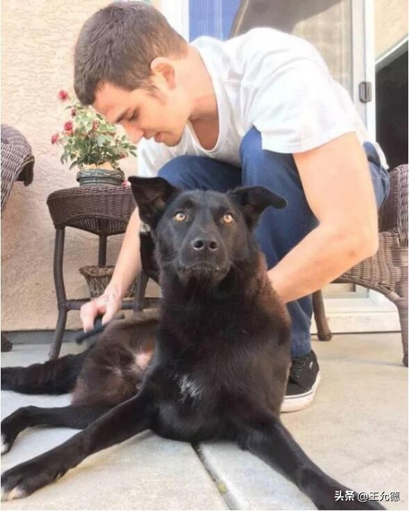 柴犬神犬,中华神犬