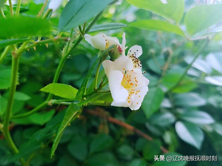 金樱子花美景图片,美丽的金樱子花