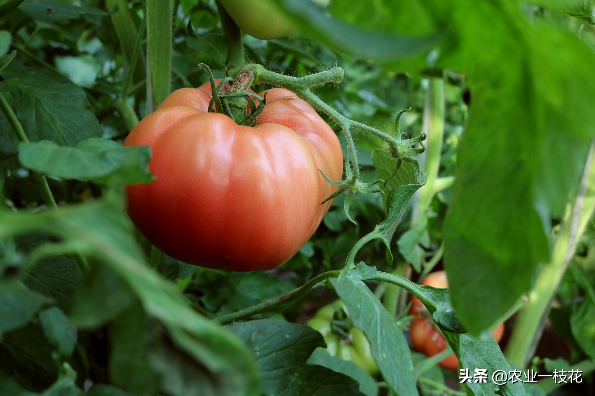 难缠的番茄叶霉病，防治有妙招