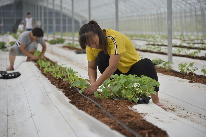 香瓜种植新思路,香瓜种植技术5月