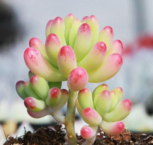 多肉长成树开花怎么办,多肉水桩变老桩杆子会变细吗