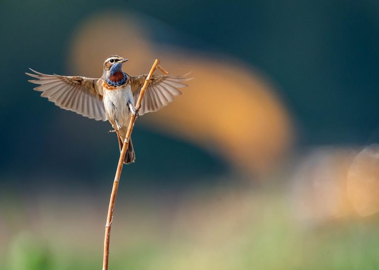 情人岛拍摄地点,情人岛航拍视频