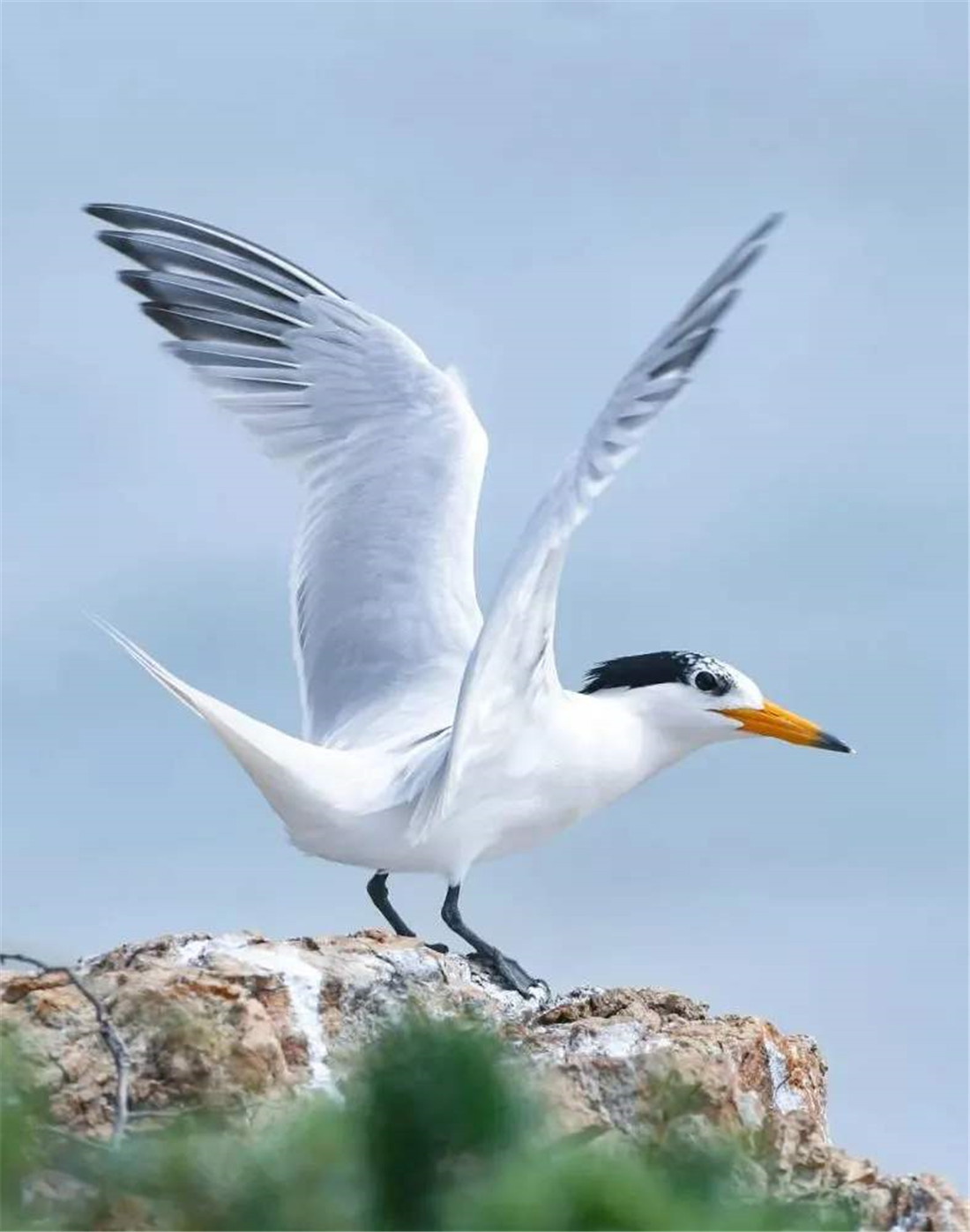 东江揽胜,惠州淡水常见鸟类图谱