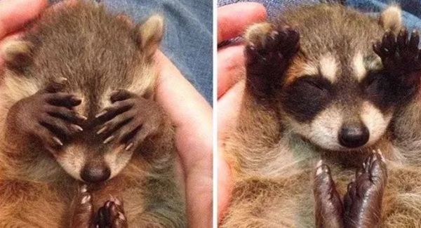 盘点各种呆萌生物,萌萌哒的动物图片大全