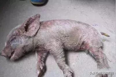 仔猪得了油皮病怎么治,仔猪油皮病怎么防治