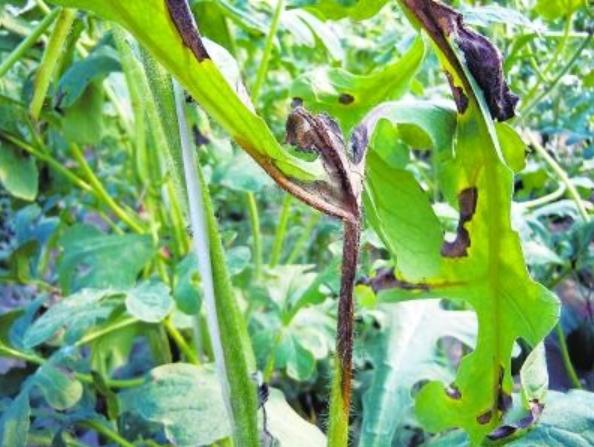 西瓜茎蔓开裂是什么病,西瓜茎蔓枯