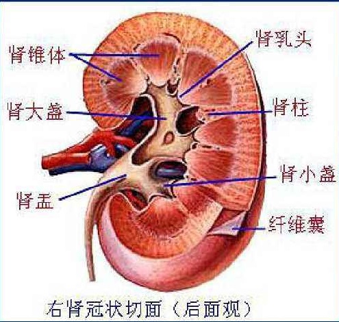 体检查到轻微肾积水复查没有了,肾积水去除后b超仍然提示肾积水