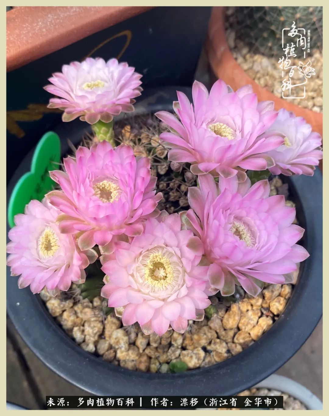 仙人球开花并散发着香味,仙人球花盛开吐露芬芳